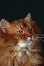 Somali cat