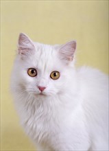 Turkish Angora, white, white, female, six months old