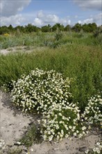 Wildflowers on the beach on Vilsandi, Saaremaa, Estonia, Europe