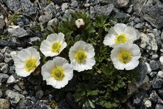 Ranunculus glacialis, Juvasshytta, Jotunheimen National Park, Oppland, Norway, Europe