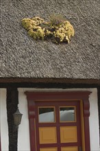 Overgrown thatched roof on Samsø