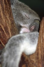 Closeup of an Australian koala, Phascolarctos cinereus, asleep in a eucalypt tree