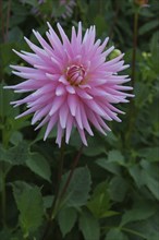 Side on shot of pink dahlia in garden setting