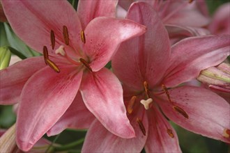 Closeup of pink Asiatic Lily, Royal Love