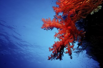 Coral reef, Egypt, Africa, Sinai, Ras Mohammed, Red Sea, Africa