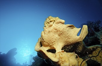 Giant frogfish, Toadfish, Antennarius commersonii, Indonesia, Wakatobi Dive Resort, Sulawesi,