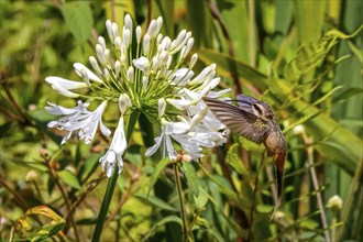 Planalto hermit hummingbird sucking nectar on a white blossom in flight, wings forward, against