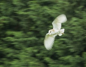 Barn Owl flying fast, showing motion blur