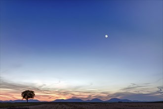 Lonely tree with mountains at dusk, Pfalz, Germany, Europe