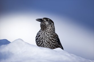 Nutcracker in the snow in side view