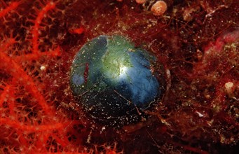 Bubble algae, Valonia ceae, Indonesia, Wakatobi Dive Resort, Sulawesi, Indian Ocean, Banda Sea,