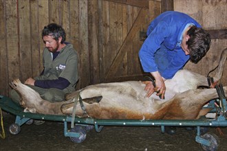 GREYMOUTH, NEW ZEALAND, CIRCA 2006: Men prepare a red deer hind for an embryo transfer programme