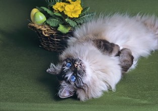 Saint Birman, seal-tabby-point, female cat