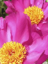 Pink and yellow peony flowers