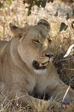 Lion female