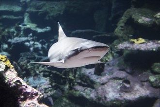 Swimming blacktip reef shark in front view