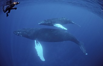 Humpback whale, mother, calf and snorkeller, Megaptera novaeangliae, Silverbanks, Caribbean Sea,