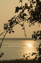 Bramble silhouetted against early morning sun with sunlight reflected across Pagham Harbour