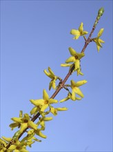 Yellow forsythia