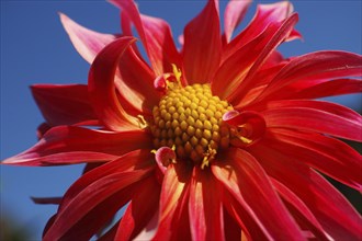 Red dahlia against blue sky