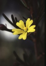 Yellow Australian wildflower, Mt Walsh, Queensland, Australia, Oceania