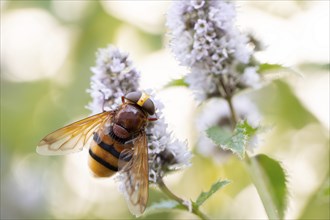 Hornet mimic hoverfly (Volucella zonaria), foraging on flowering butterfly bush (Buddleja),