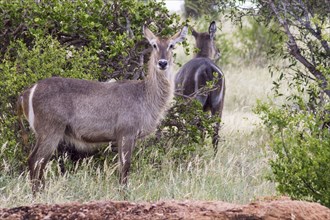 Waterbuck (Kobus ellipsiprymnus) . In a heavy rain shower the wet waterbuck is standing on the