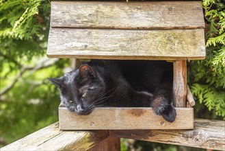 Black house cat in birdhouse