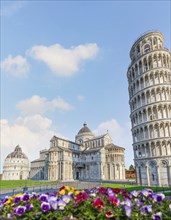 Flowers and Leaning Tower on Cathedral Square in Pisa, Italy, Europe