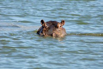 Hippopotamus