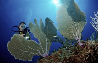 Diver at a Caribbean gorgonian, Punta Cana, Caribbean Sea, Dominican Republic, Central America