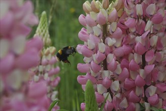 Bumblebee hones in on pink lupins