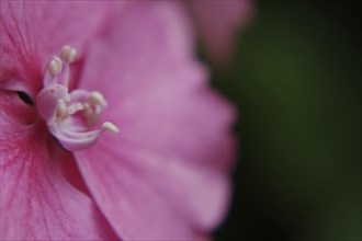 Extreme closeup of pink hydrangea flower