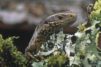 Portrait of copper skink, Lieolopisma aeneum, South Island, New Zealand, Oceania