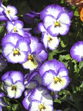 Purple pansies in garden setting