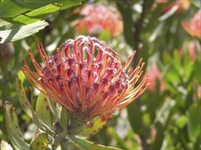 Pink and orange protea in garden setting