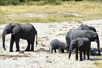 Herd of elephants in search of water in a park in Tanzania