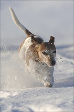 Jack Russell Terrier, old dog, male dog, jumping, movement, deep snow, whirled up snow, fast