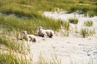 Beautiful scenery in the morning with 2 lambs relaxing on the sand, on Sylt island beach, in North