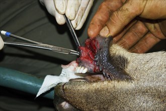 A vet sews up the torn bottom lip of a red deer hind