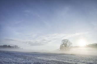 Winter morning landscape with a snowy field, trees, a layer of fog and the sun rising, in Germany