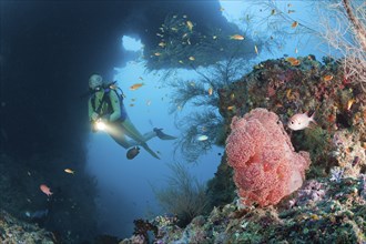 Red veil tree and diver, Dendronephthya mucronata, Maya Thila, North Ari Atoll, Maldives, Asia