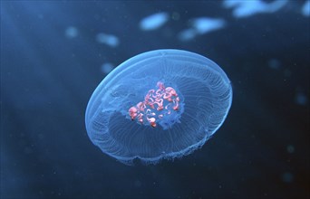 Box jellyfish, Aurelia aurita, Egypt, Sha'ab Shouna, Red Sea, Africa