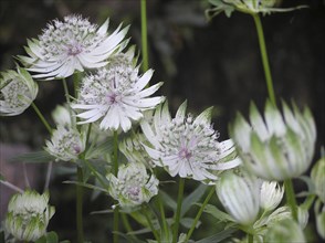 White Astrantia flowers