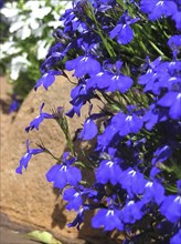 Blue lobelia