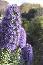 Tall spire of blue Echium flowers