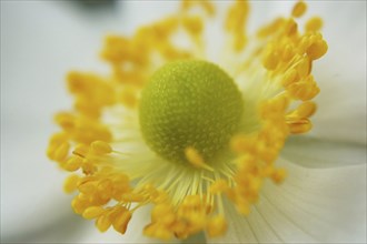 White Japanese anemone