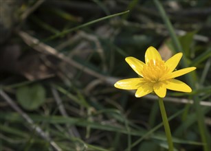 Yellow Lesser Celandine flower in English countryside with space for copy or text