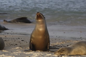 Sea lion at sunset on Galapagos Island