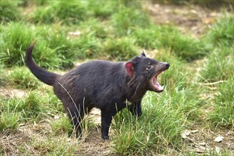 Tasmanian devil in conservation park in Tasmania, Australia, Oceania